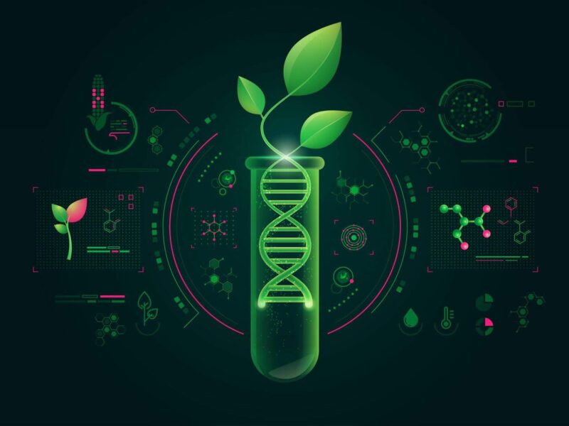 Biotech and the African plate: what do you think of GMOs?